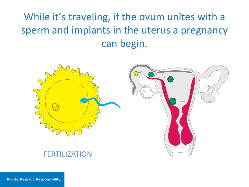 while it s traveling if the ovum unites with