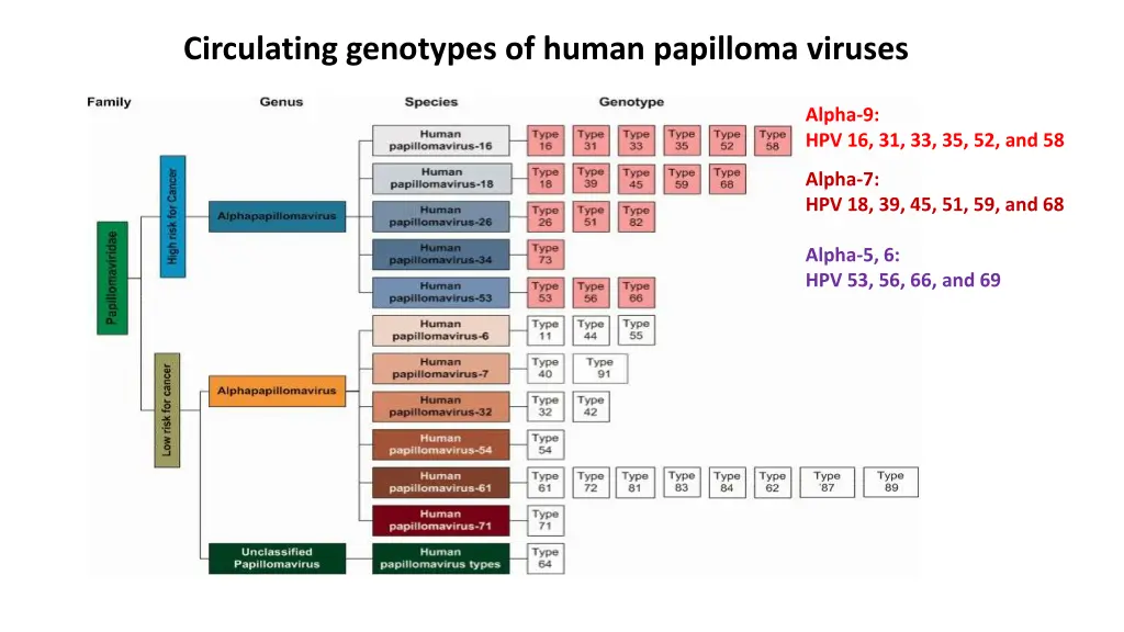 circulating genotypes of human papilloma viruses