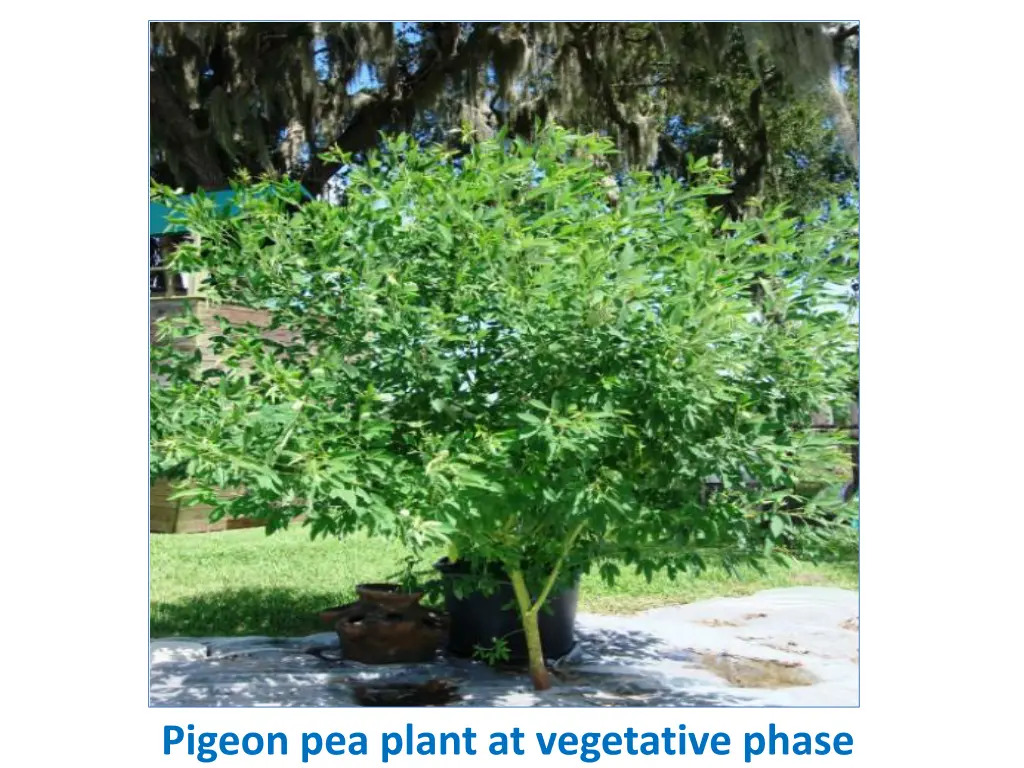 pigeon pea plant at vegetative phase