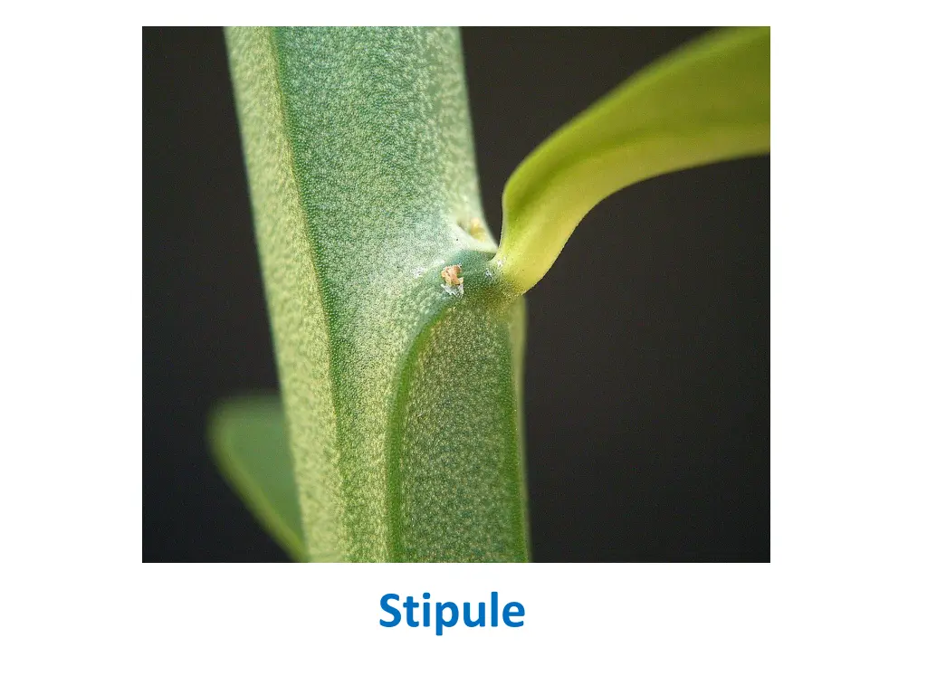 stipule