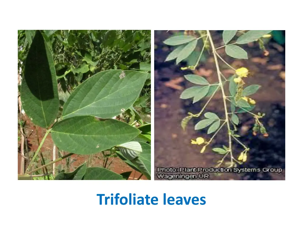 trifoliate leaves