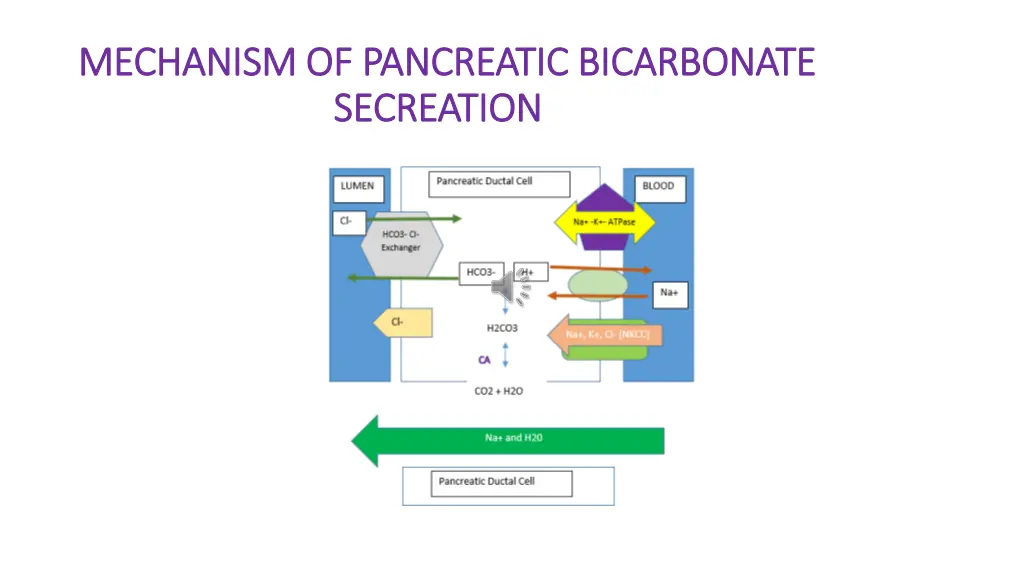 mechanism of pancreatic bicarbonate mechanism