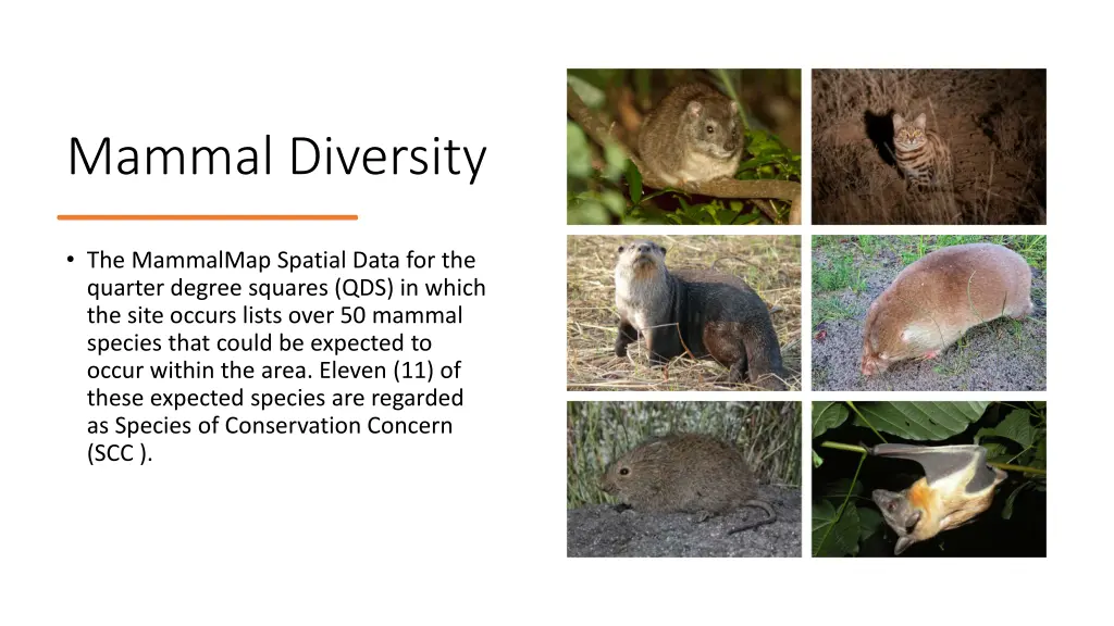 mammal diversity