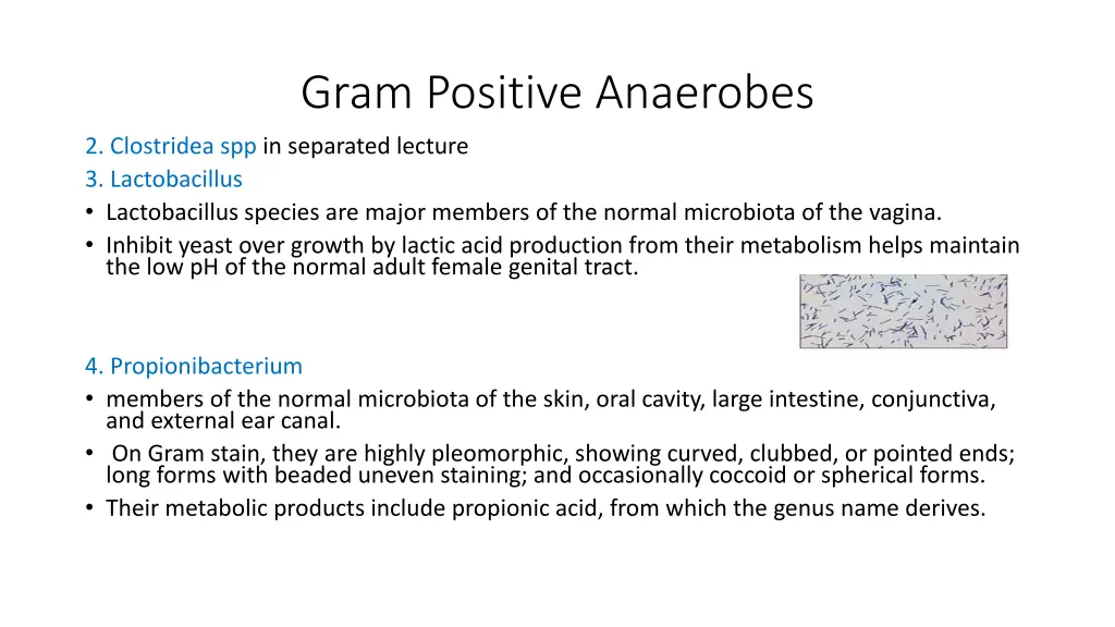 gram positive anaerobes 2