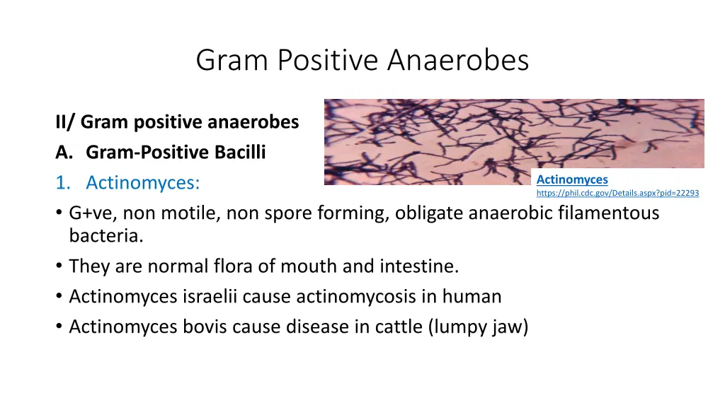 gram positive anaerobes