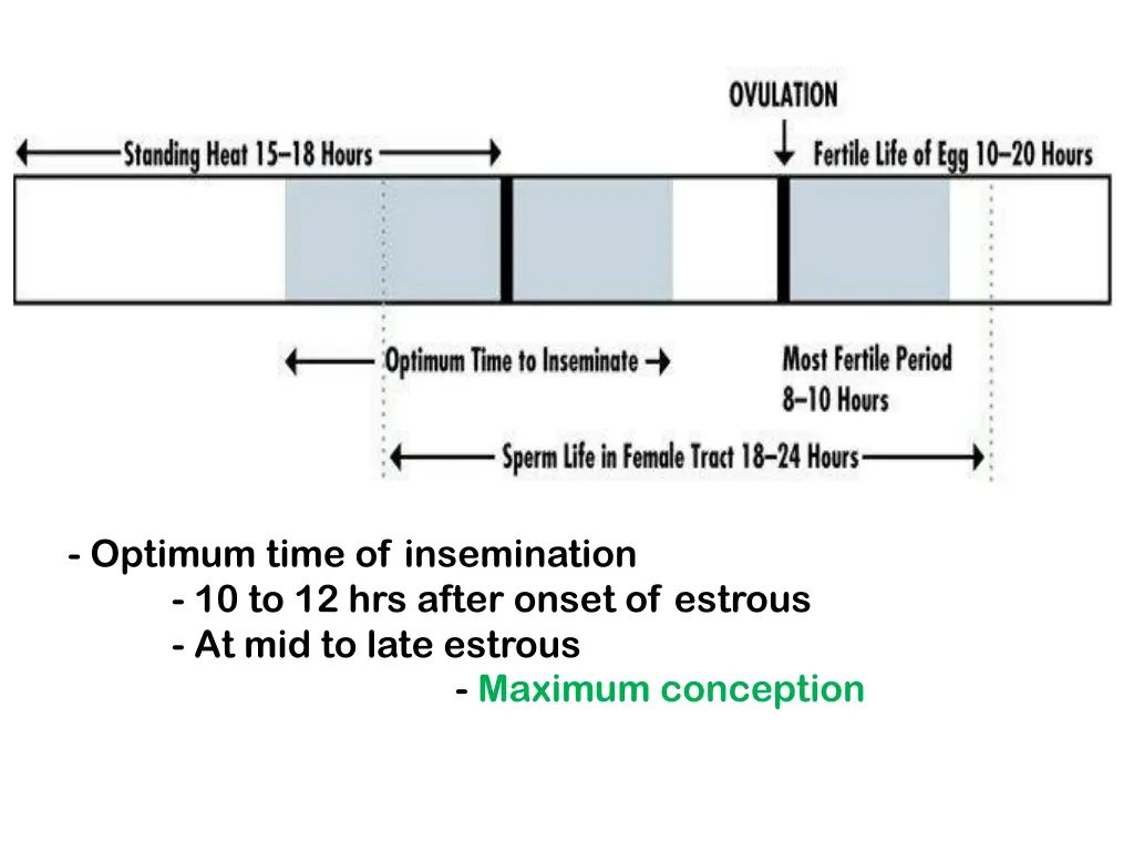 optimum time of insemination 10 to 12 hrs after