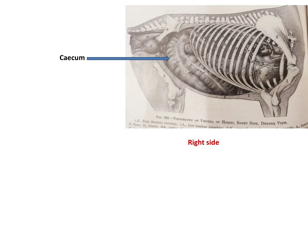 caecum