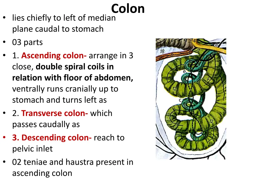 colon 1