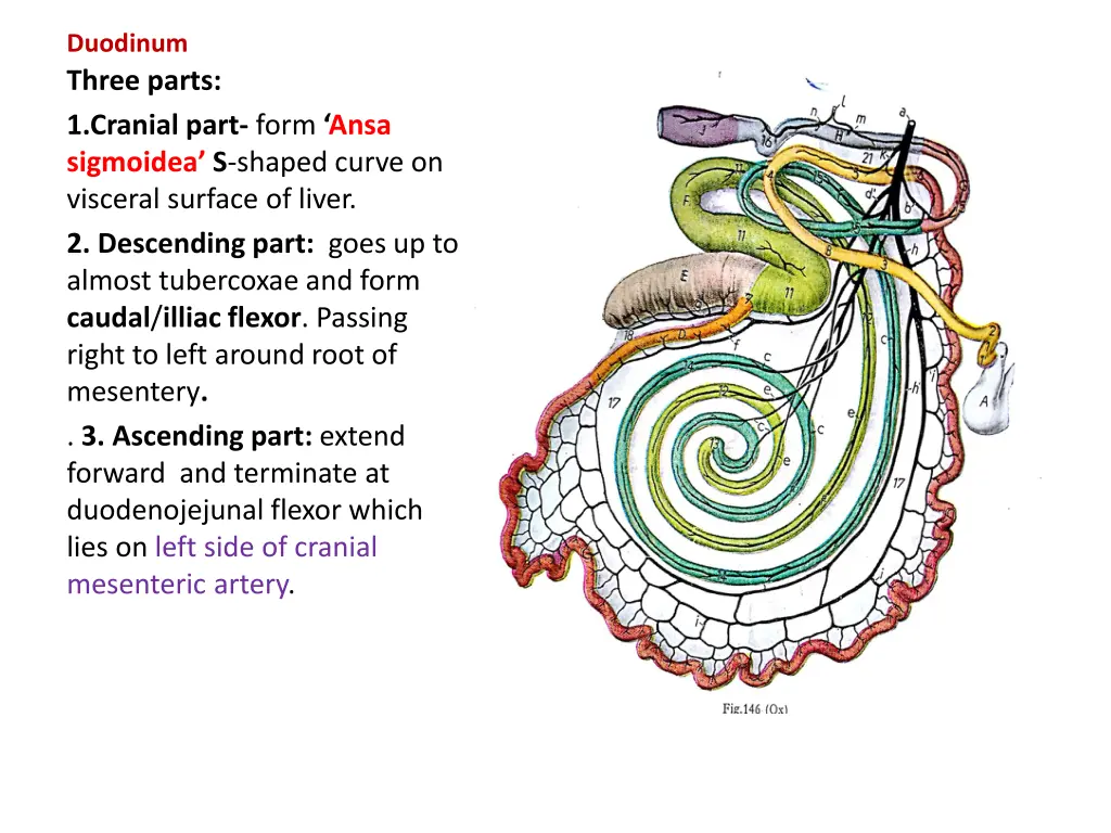 duodinum three parts 1 cranial part form ansa