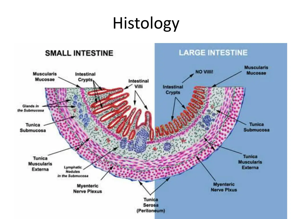 histology