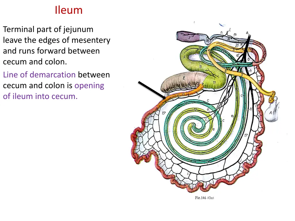 ileum