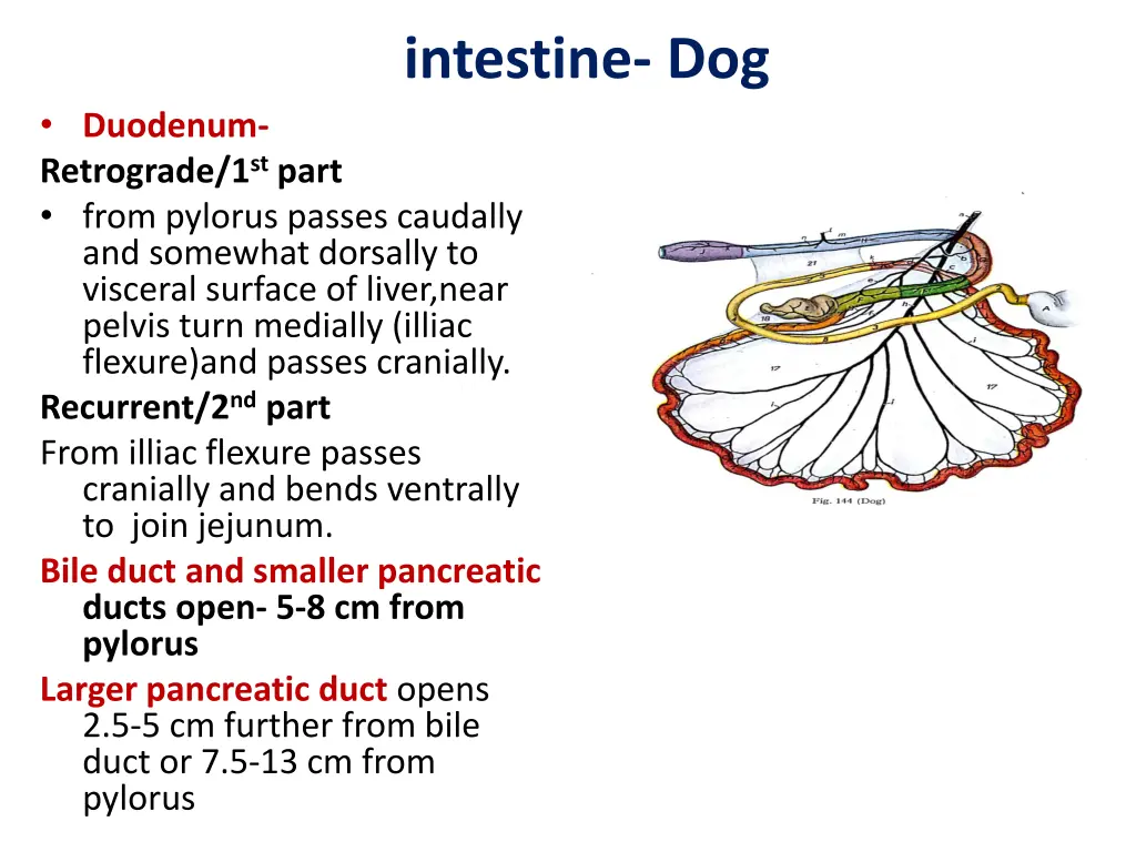 intestine dog