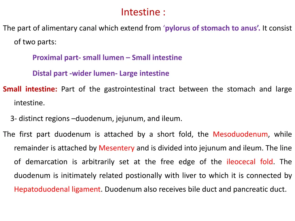 intestine