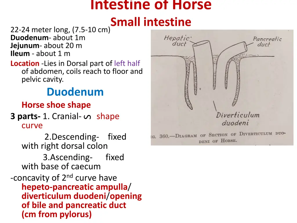 intestine of horse small intestine