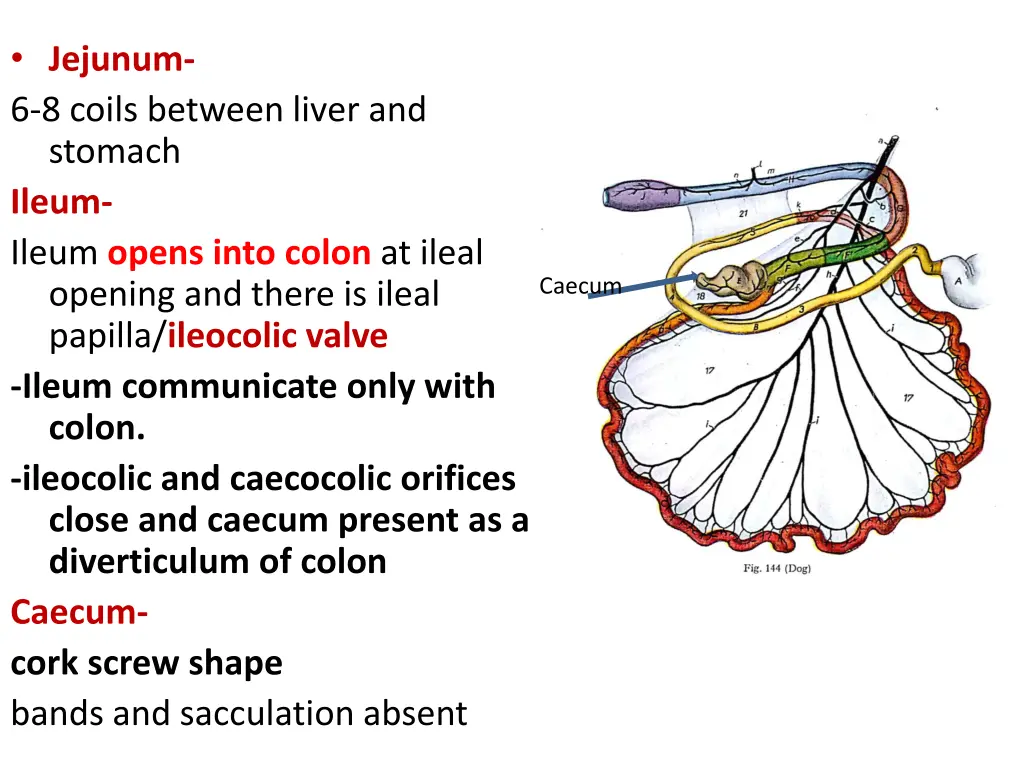 jejunum 6 8 coils between liver and stomach ileum