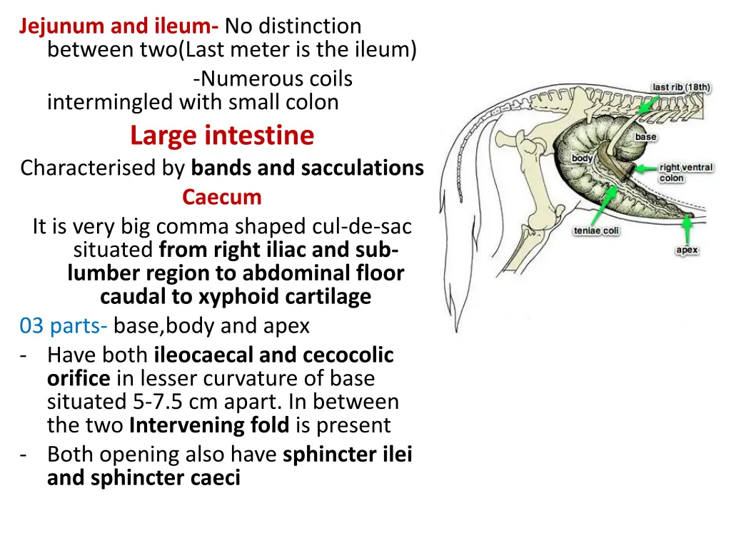 jejunum and ileum no distinction between two last