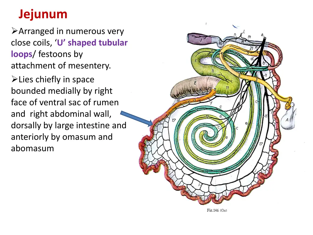 jejunum arranged in numerous very close coils