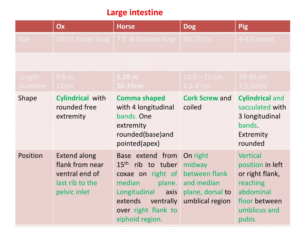 large intestine 1