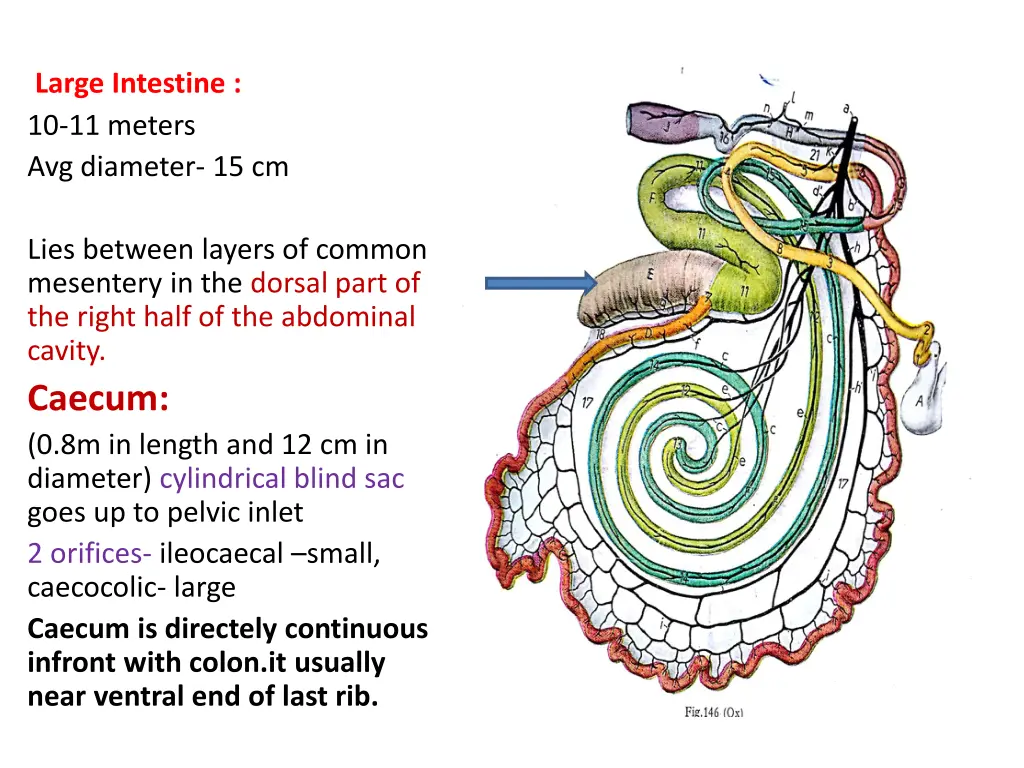 large intestine 10 11 meters avg diameter 15 cm