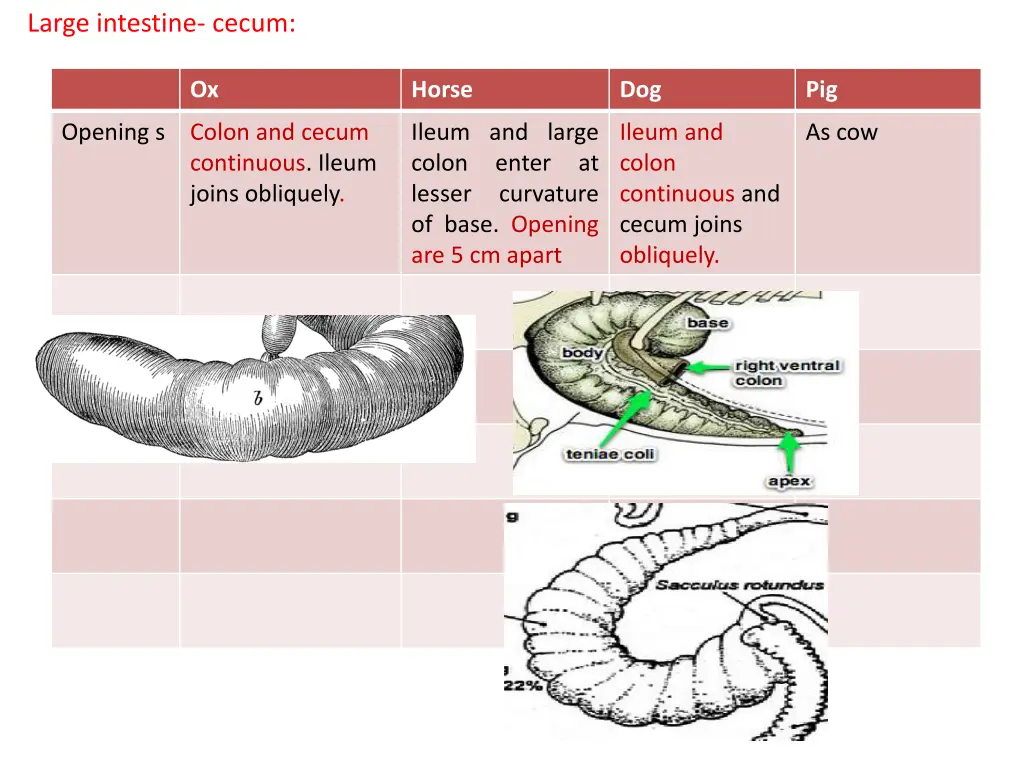 large intestine cecum