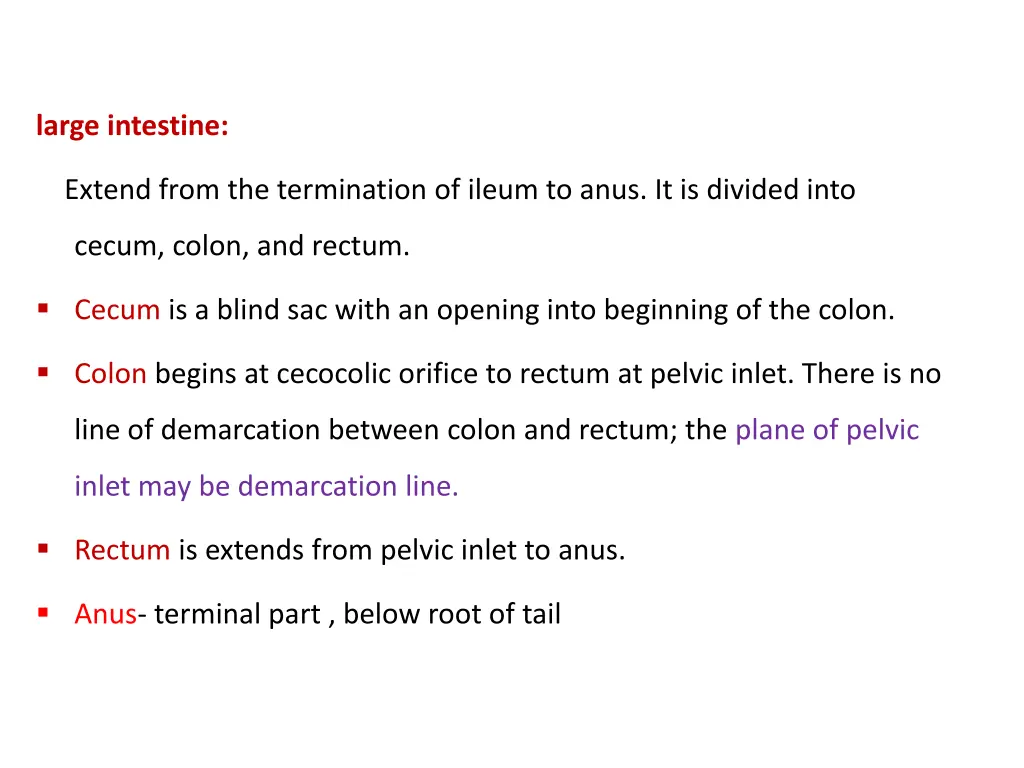 large intestine