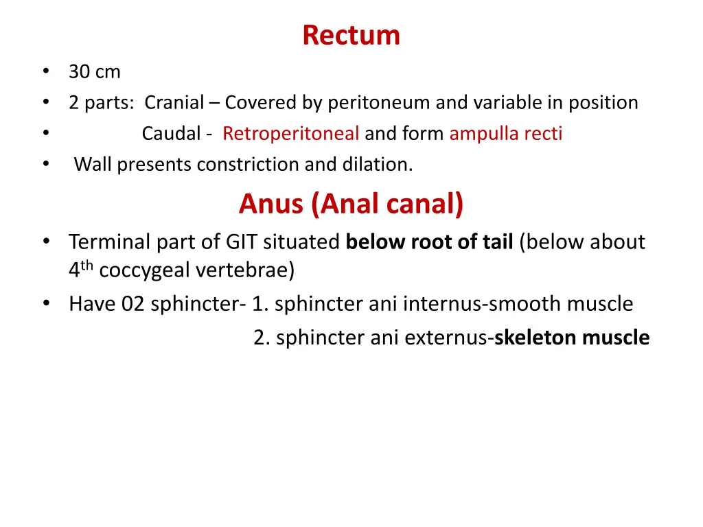 rectum