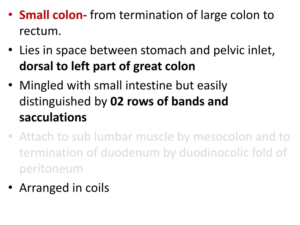 small colon from termination of large colon