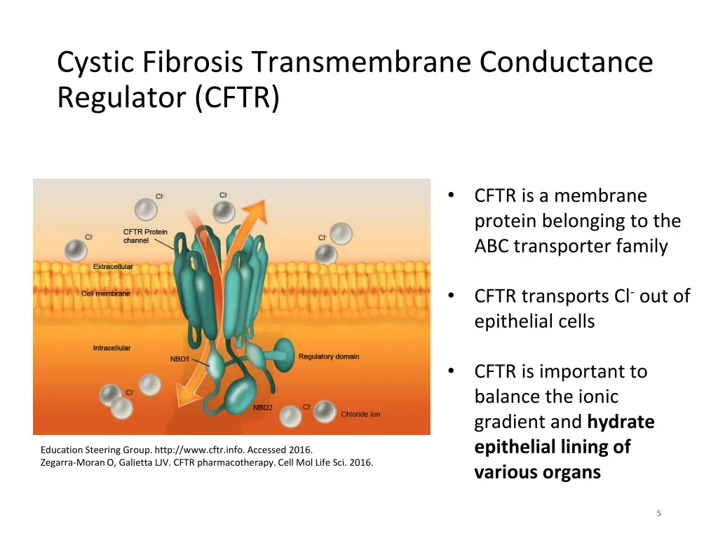 cystic fibrosis transmembrane conductance