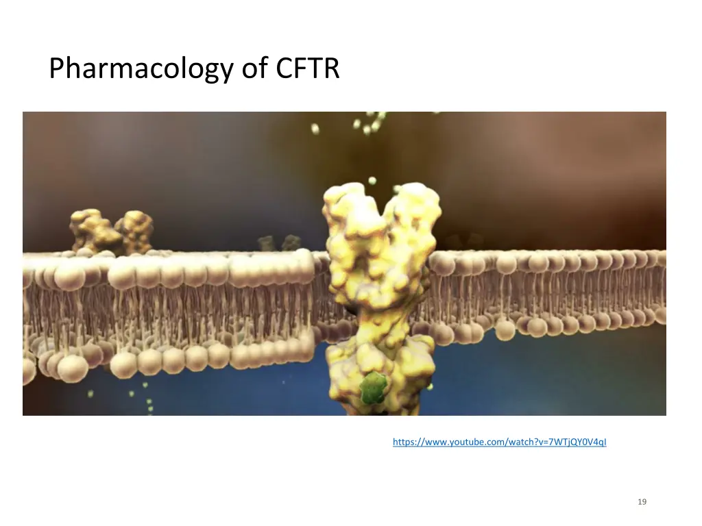pharmacology of cftr