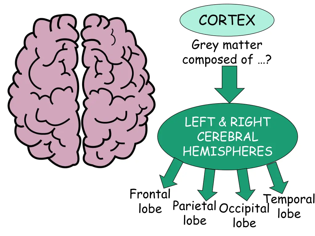 cortex