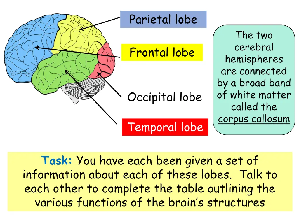 parietal lobe