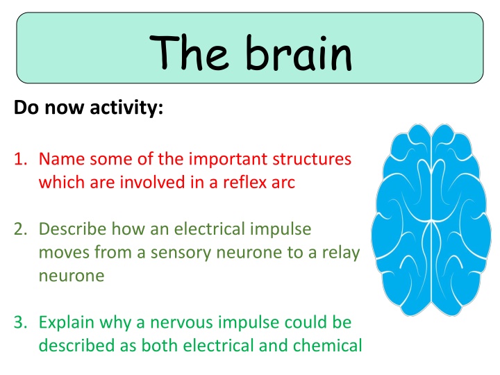 the brain