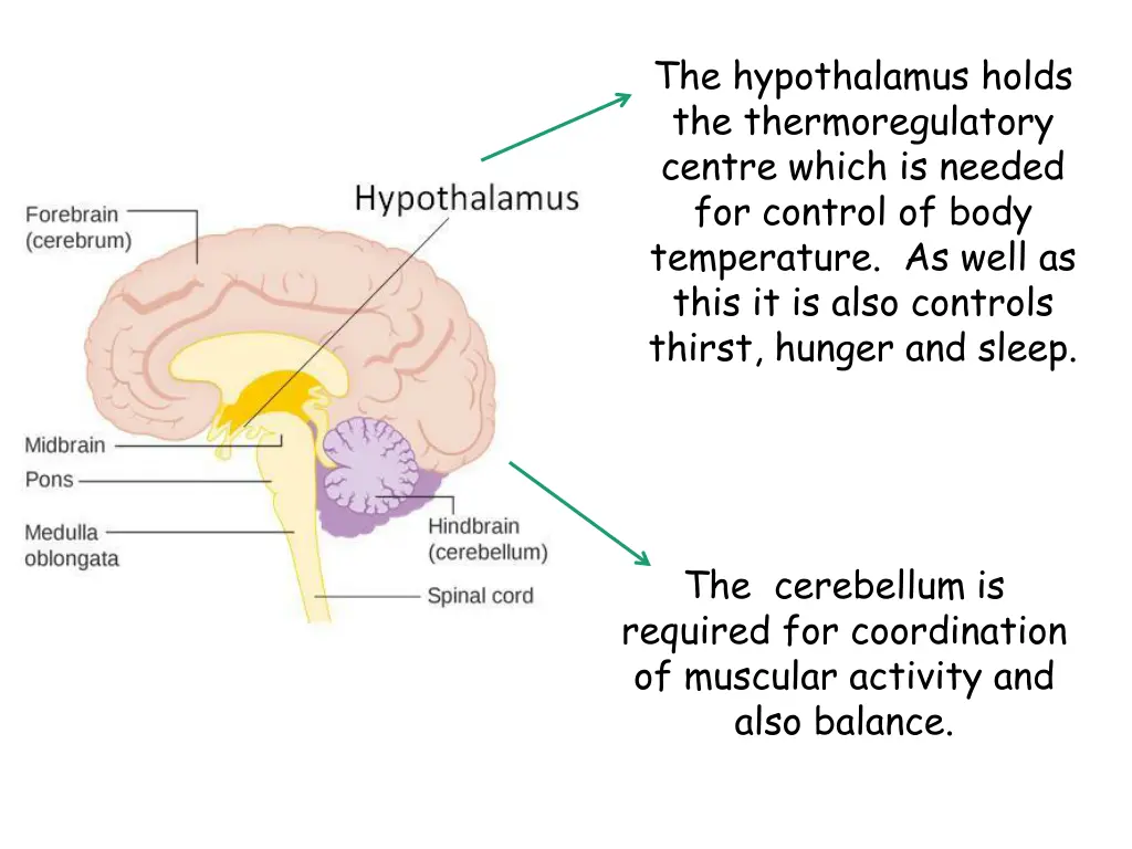 the hypothalamus holds the thermoregulatory