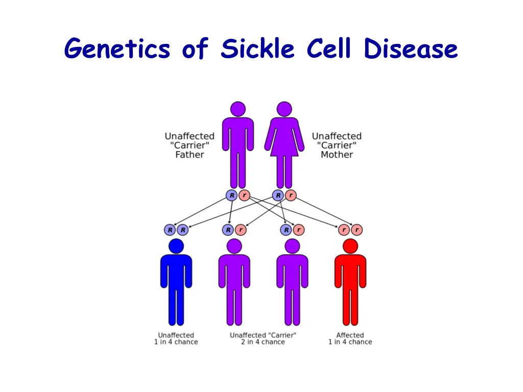 genetics of sickle cell disease