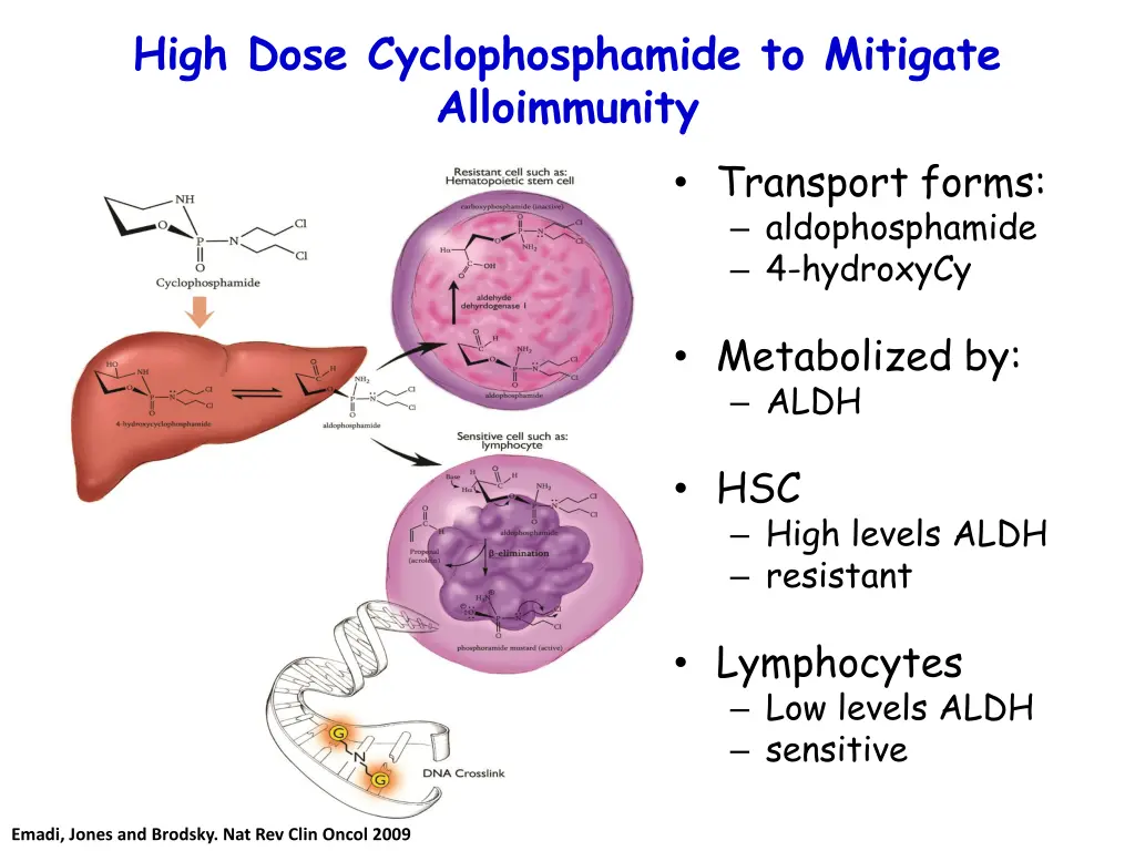 high dose cyclophosphamide to mitigate