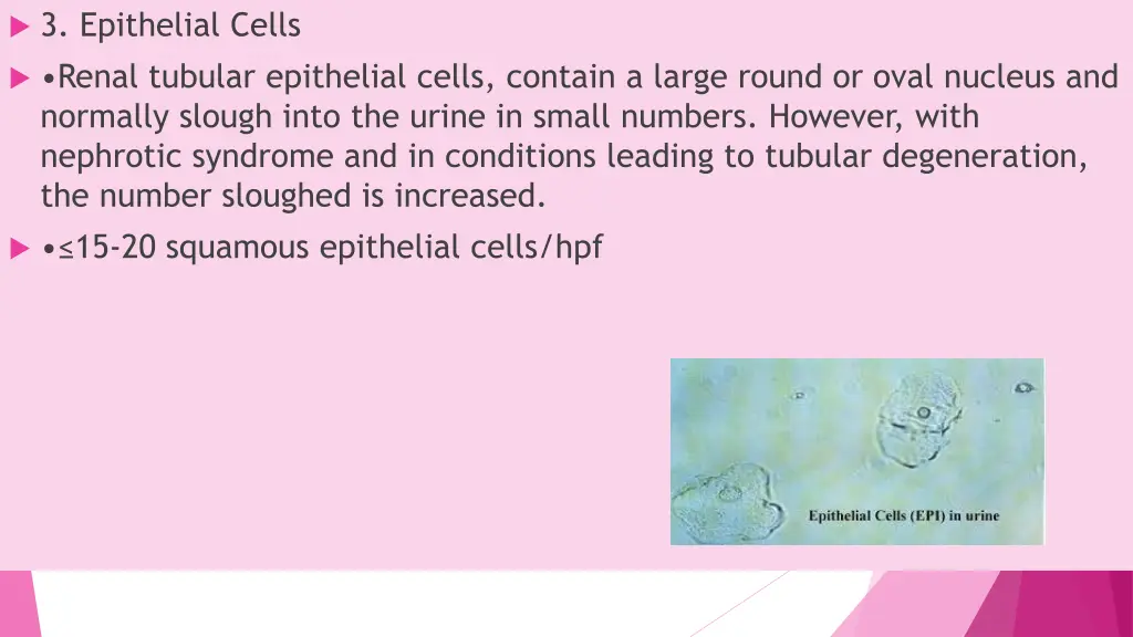 3 epithelial cells