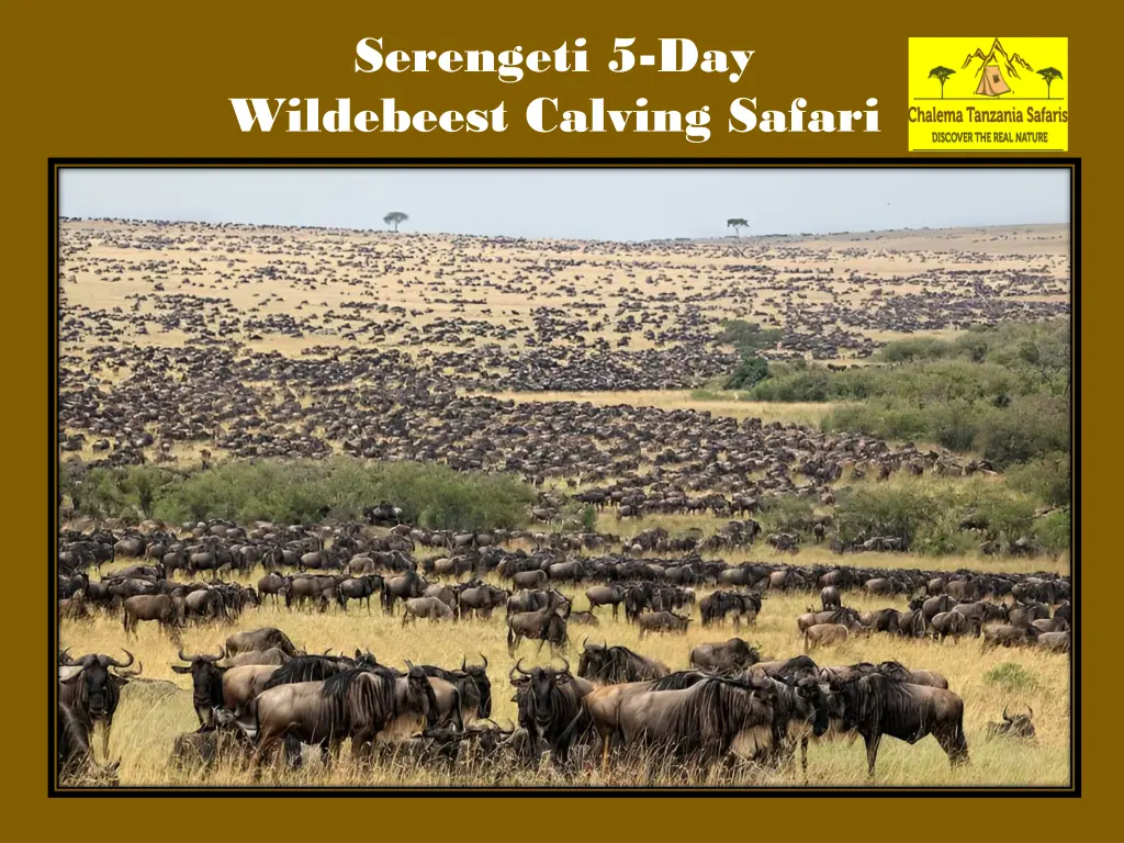 serengeti 5 day wildebeest calving safari 1