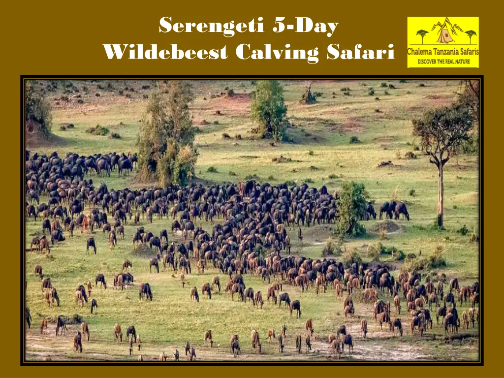 serengeti 5 day wildebeest calving safari 2