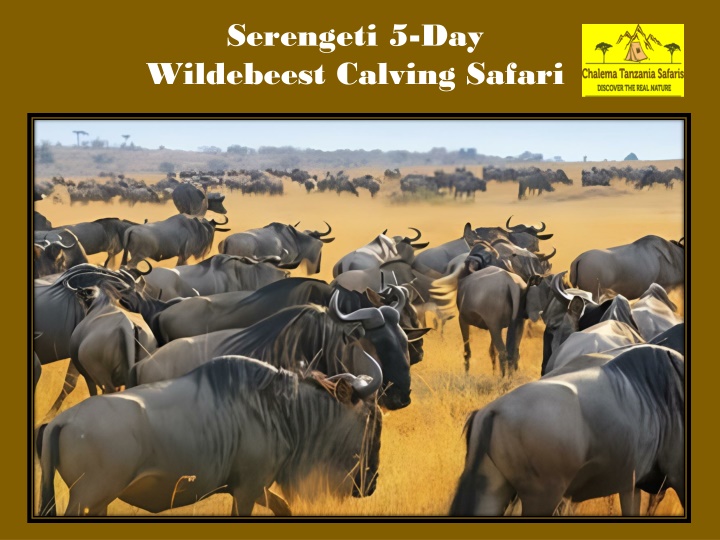 serengeti 5 day wildebeest calving safari