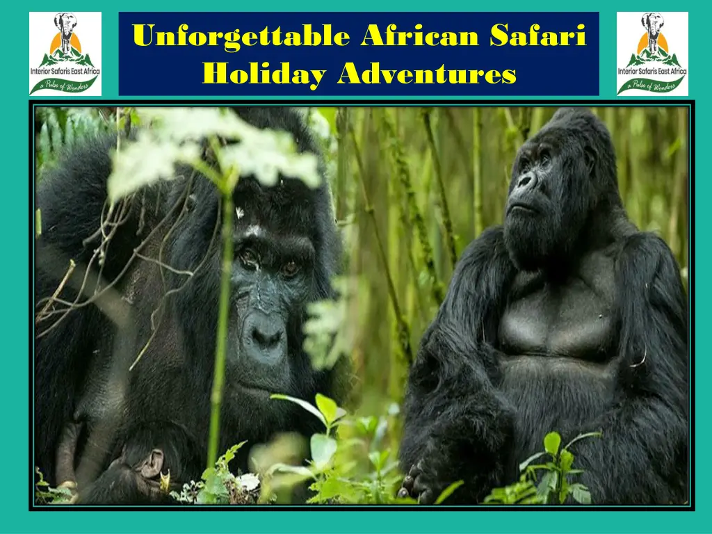 unforgettable african safari holiday adventures 2