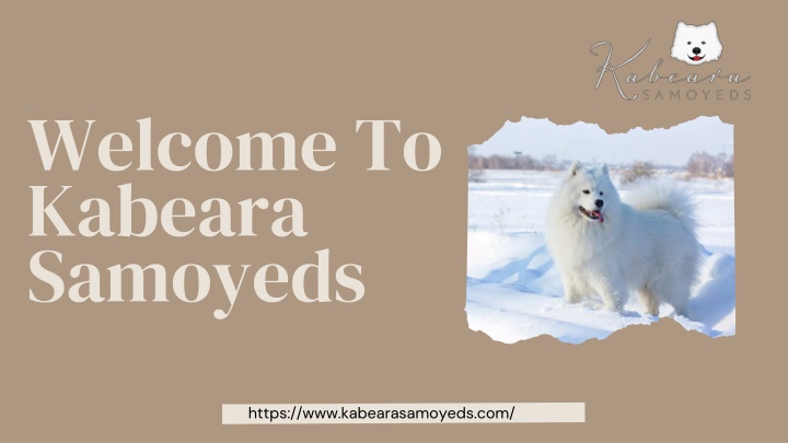 welcome to kabeara samoyeds