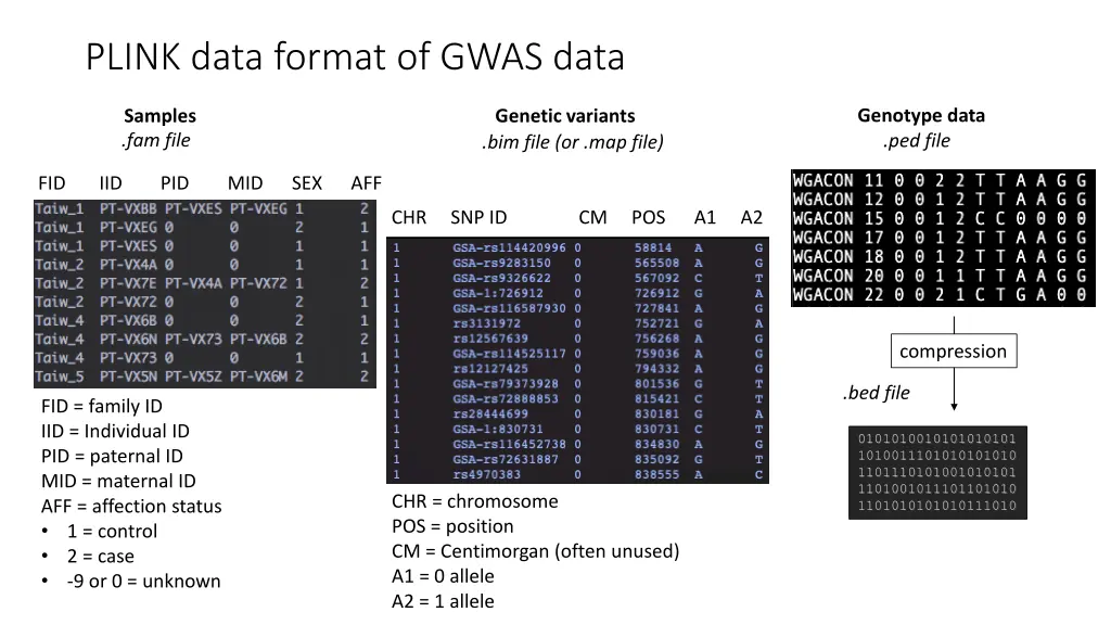 plink data format of gwas data