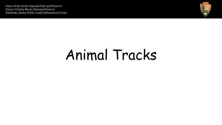 animal tracks