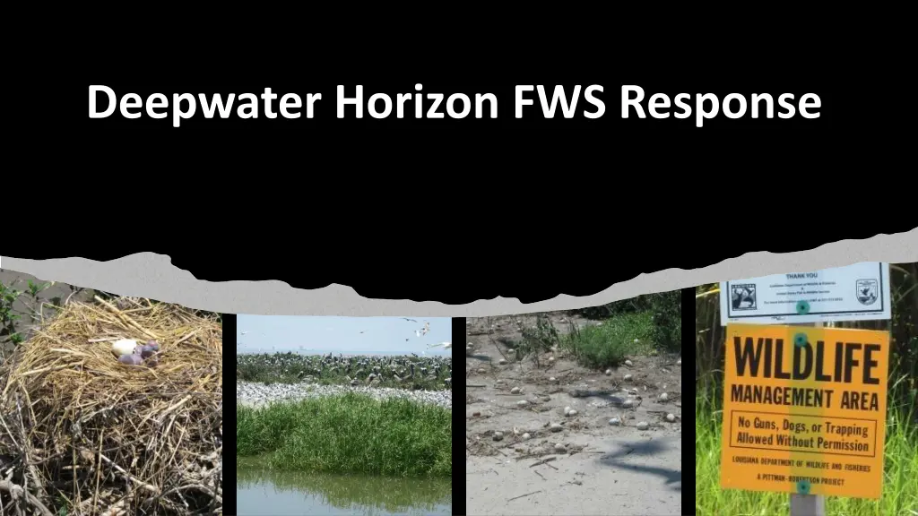 deepwater horizon fws response