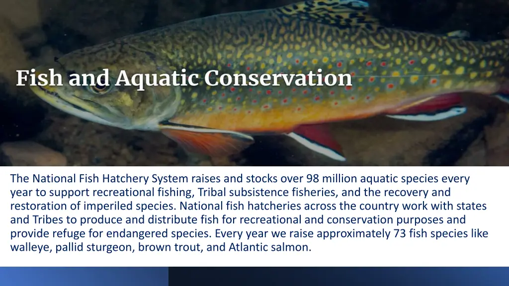 the national fish hatchery system raises