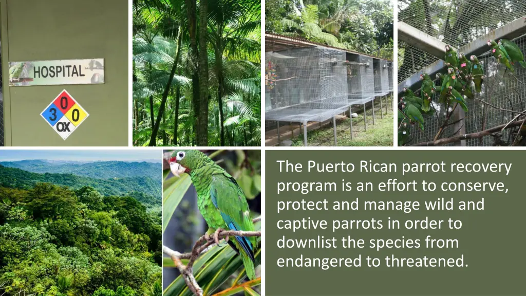 the puerto rican parrot recovery program