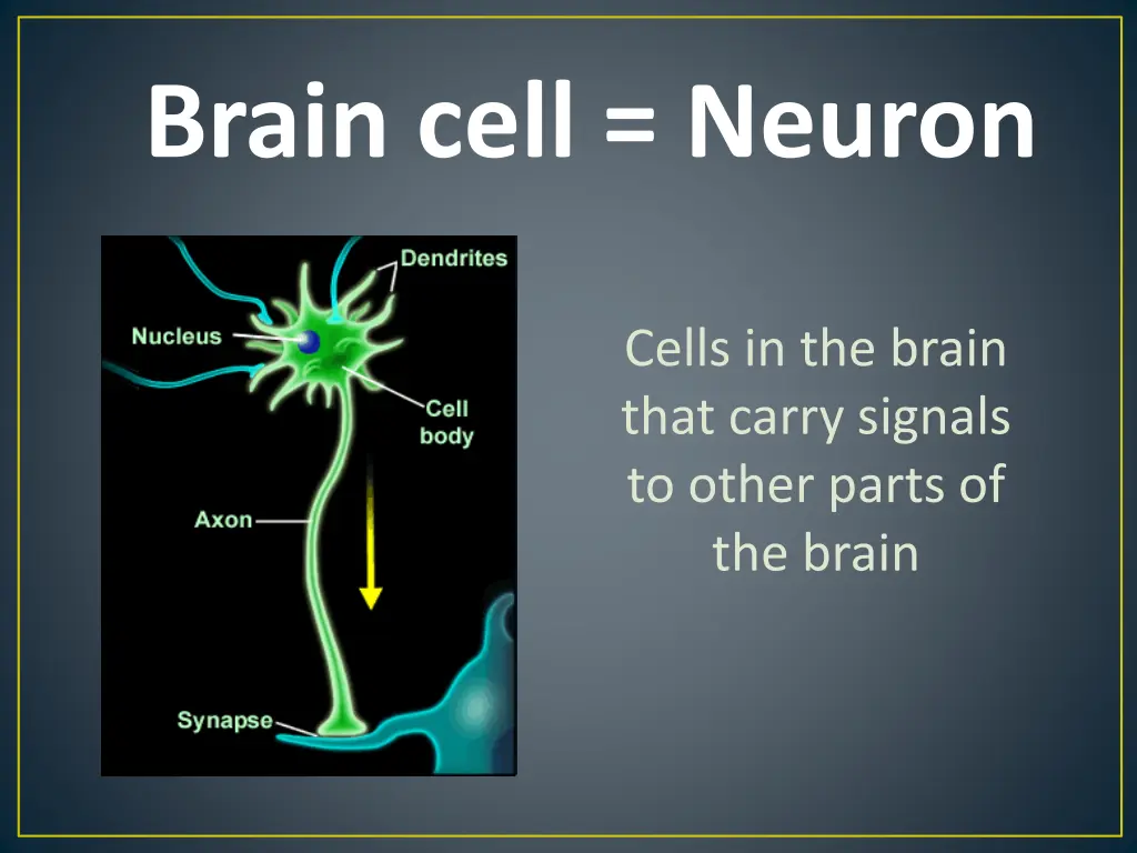 brain cell neuron