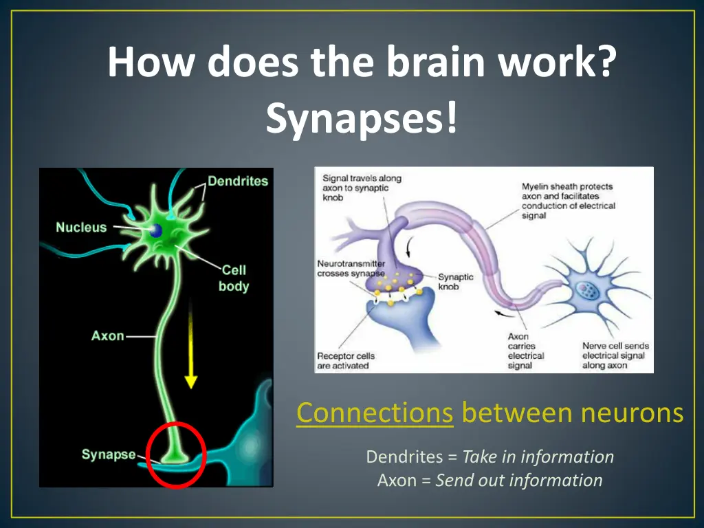 how does the brain work synapses