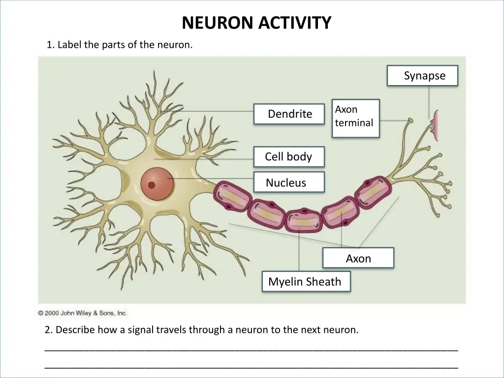 neuron activity