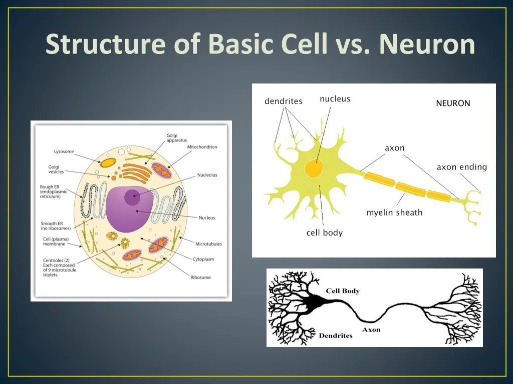 structure of basic cell vs neuron